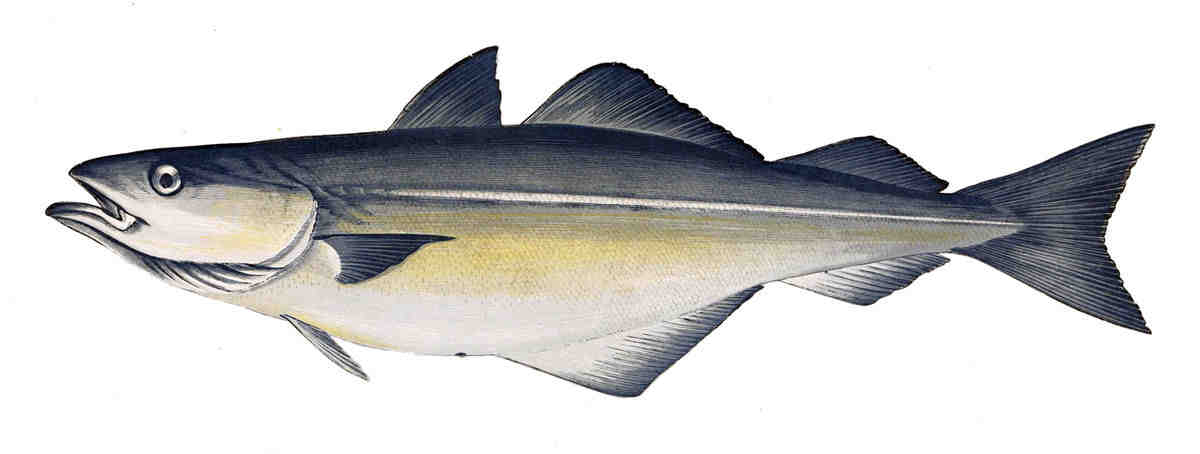 virens, gervais
